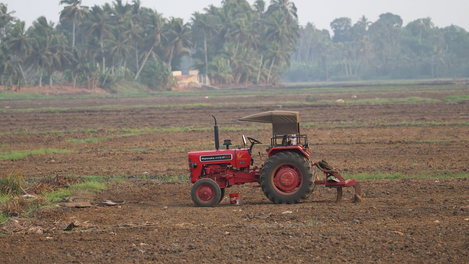 A small red tractor with a tillage implement working a ploughed field with palm trees behind